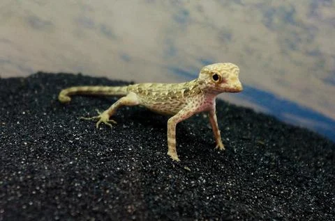 A tiny gecko standing in black sand Stock Photos