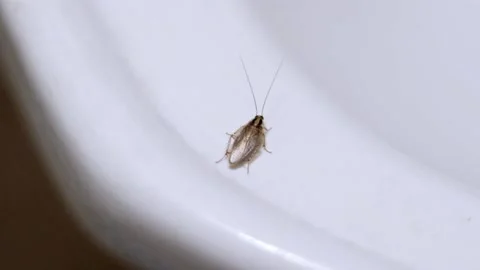 Tiny German cockroach landed on wash basin grooming itself Stock Footage 194432525
