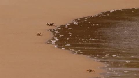 Tiny Ghost Crabs Scramble and Retreat as Gentle Waves Wash Ashore on a Serene 스톡 동영상 331563622