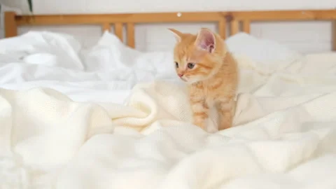 Tiny ginger kitten doing on white bed, small feline appears to be seeking Stock Footage 303830872