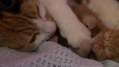 Tiny ginger kitten sleeps cuddling moms paw Stock Footage 163987908