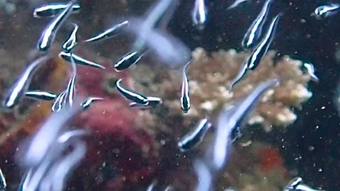 Tiny glass fish are swimming in the current. Camera angle infront very 스톡 동영상 101080834