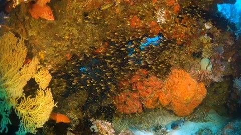 Tiny glass fish surrounding colorful reef Stock Footage 130242416