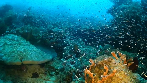 Tiny glass fish swimming over hard coral reef formations Stock Footage 130242421