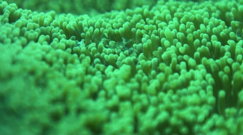 Tiny glass shrimp crawls through soft coral 動画素材 33070258