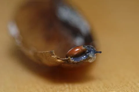 A tiny glass snail is looking at the camera Stock Photos