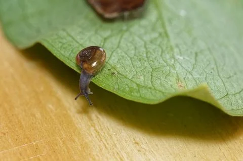 A tiny glass snail is looking under the edge of a leaf. Stock Photos