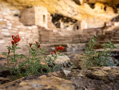 Tiny Globemallow Wildflowers in front of Blurry Cliff Dwelling Foto stock