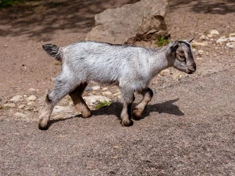Tiny goat - a few days after birth walking on a sunny day, a tiny beautiful.. Stock Photos