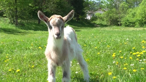 Tiny goatling at the meadow Stock Footage 283213568