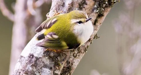 Tiny Golden-crowned Kinglet Perched on Tree Branch Foto stock