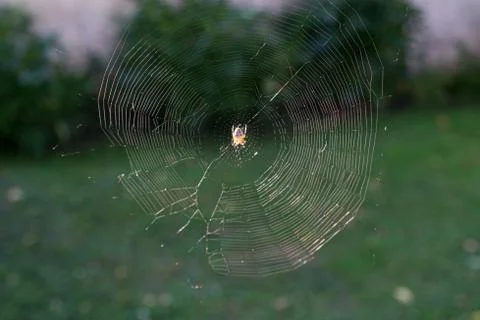 Tiny golden spider on her web wide view Stock Photos