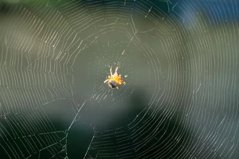 Tiny golden spider on her web close-up Stock Photos