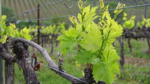 Tiny grape leaves grow on the rows of vineyards, Tuscany Stock Footage 186199306