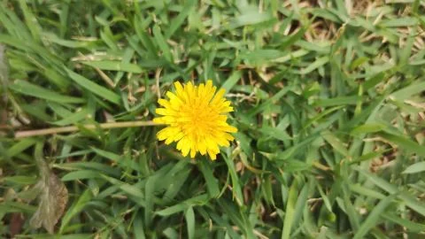 Tiny grass flower Foto stock