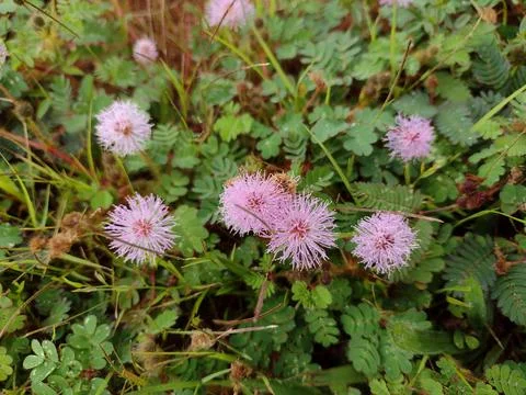 Tiny grass flowers Foto stock