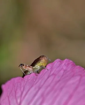 Tiny Grasshopper on Flower Foto stock