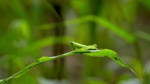 Tiny Grasshopper on a Leaf Stock Footage 158130548