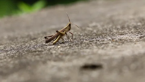 Tiny grasshopper moving around rock surface and is ready to fly Stock Footage 122729466