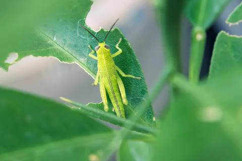 Tiny grasshopper nymph portrait, shallow depth focus Stock Photos