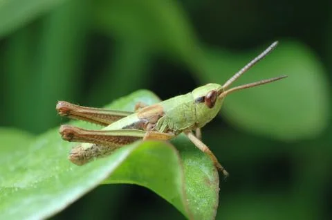 Tiny grasshopper Stock Photos