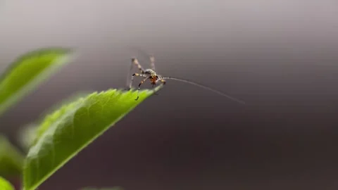 Tiny Grasshopper Rest On Leaf, Phaneroptera Nana Nymph, Mediterranean Katydid Stock Footage 130738354