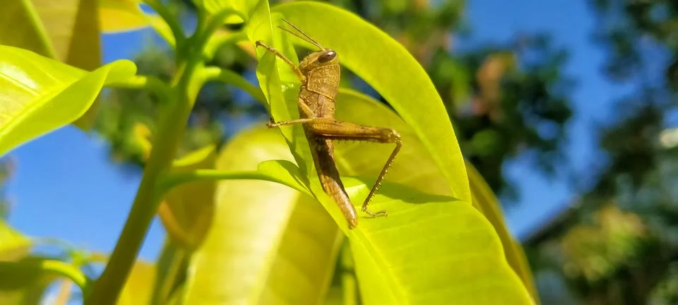 Tiny grasshopper resting on fresh mango shoot leaf tip Stock Photos