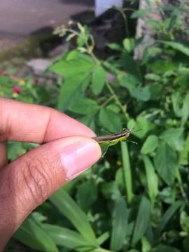 Tiny Grasshopper Resting on Human Finger in Tropical Garden 스톡 사진