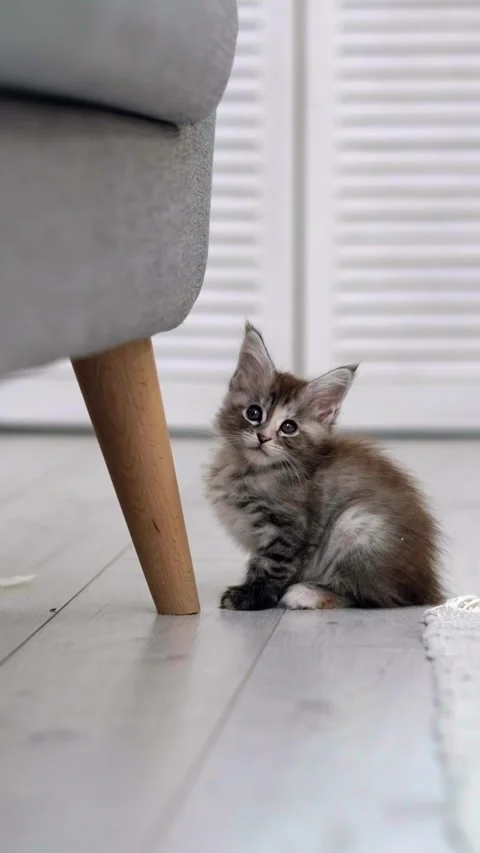 Tiny gray tabby kitten sits on grey floor, staring curiously at bottom of couch Stock Footage 307174097