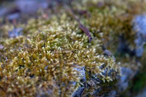 Tiny Green and Golden Brown Moss Patch with Delicate Twig on Blurred Natura.. Stock Photos