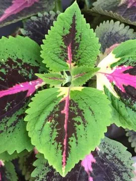 Tiny green and purple leaf nature background Stock Photos