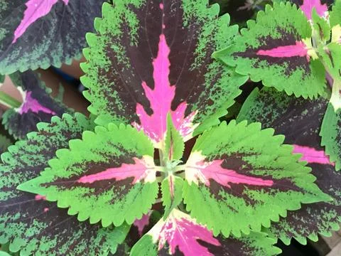 Tiny green and purple leaf nature background Foto stock