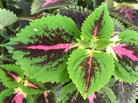 Tiny green and purple leaf nature background Stock Photos