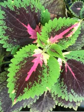 Tiny green and purple leaf nature background Stock Photos