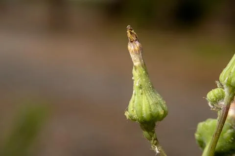 Tiny Green and White Bugs Dandelion Flower Aphids Foto stock