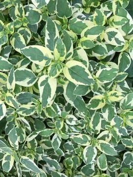 Tiny green and white leaf nature background Stock Photos