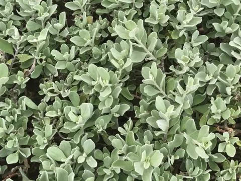 Tiny green and white leaf nature background Stock Photos