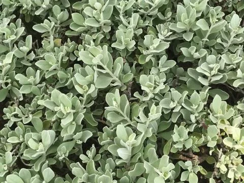 Tiny green and white leaf nature background Stock Photos