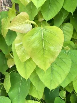 Tiny green and white leaf nature background Stock Photos
