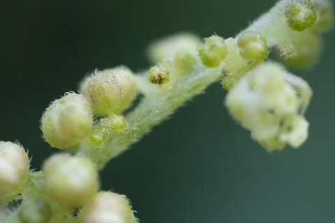 Tiny green buds cluster along a fuzzy stem Stock Photos