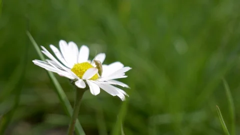 Tiny green bug sitting on the yellow center of an white chamomile which is mo Video stock 106892457