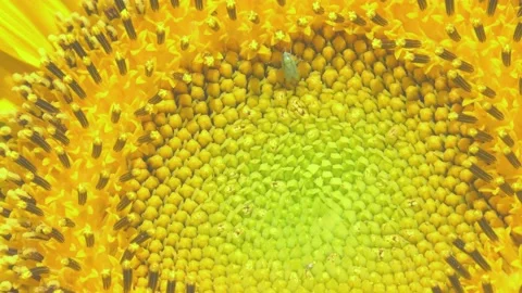 Tiny green bug on vibrant sunflower; Macro Stock Footage 136968360