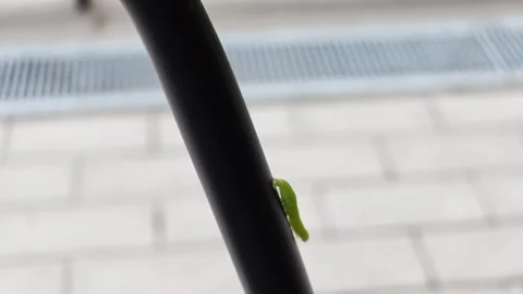 Tiny green caterpillar climbs black pipe outdoors Vídeo Stock 340241436