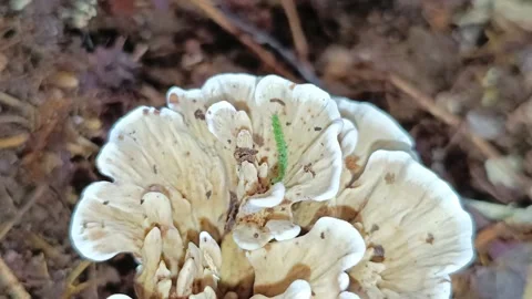 Tiny Green Caterpillar Crawling on Wild Bracket Mushroom Видео 332643103