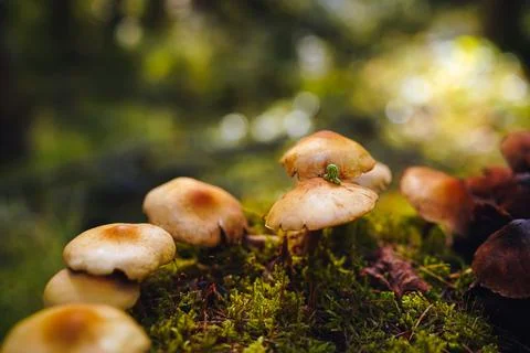 Tiny green caterpillar crawls on the cap of one of the mushrooms growing on moss Stock Photos