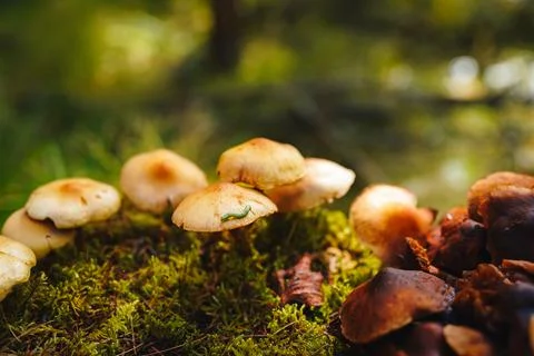 Tiny green caterpillar crawls on the cap of one of the mushrooms growing on moss Stock Photos