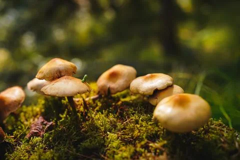 Tiny green caterpillar crawls on the cap of one of the mushrooms growing on moss Stock Photos