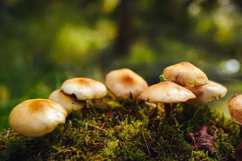 Tiny green caterpillar crawls on the cap of one of the mushrooms growing on moss Photos