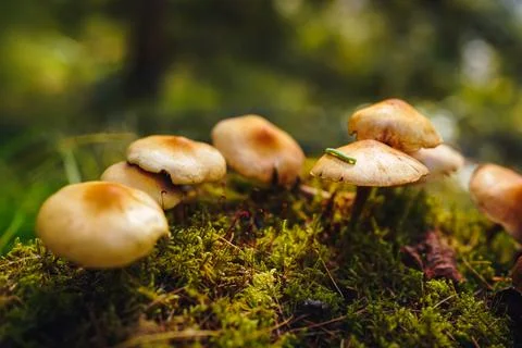 Tiny green caterpillar crawls on the cap of one of the mushrooms growing on moss Stock Photos