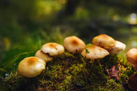 Tiny green caterpillar crawls on the cap of one of the mushrooms growing on moss Stock Photos